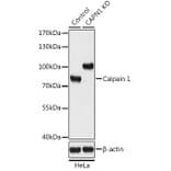 Western Blot - Anti-Calpain 1 Antibody (A93017) - Antibodies.com