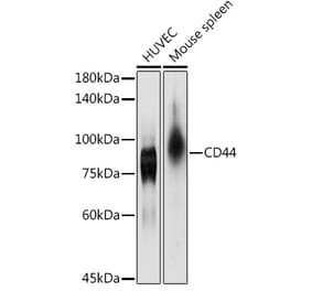 Western Blot - Anti-CD44 Antibody (A93018) - Antibodies.com