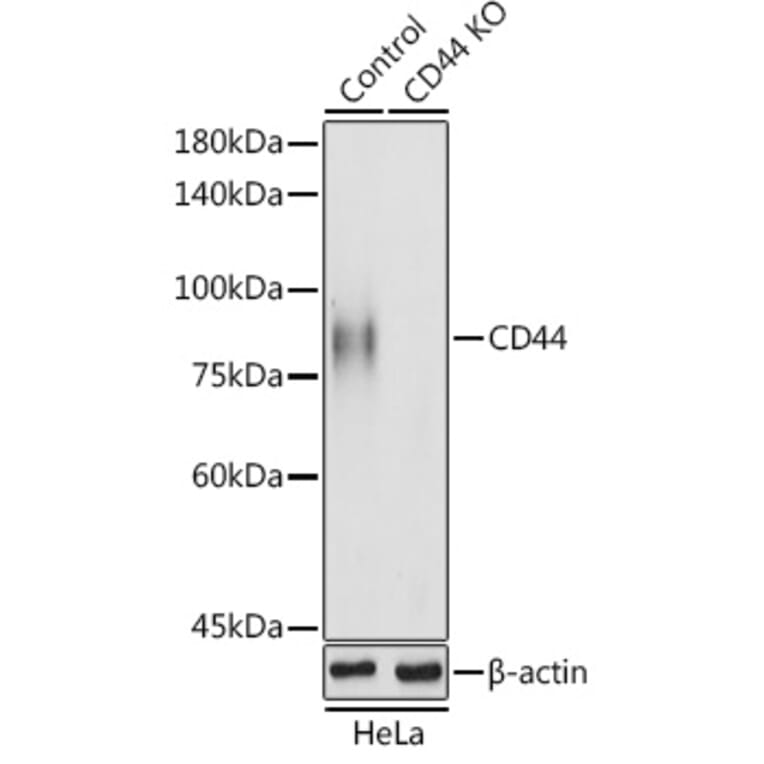 Western Blot - Anti-CD44 Antibody (A93018) - Antibodies.com