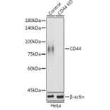 Western Blot - Anti-CD44 Antibody (A93018) - Antibodies.com