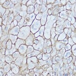 Immunohistochemistry - Anti-CD44 Antibody (A93018) - Antibodies.com