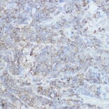 Immunohistochemistry - Anti-CD44 Antibody (A93018) - Antibodies.com