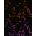 Immunofluorescence - Anti-CD44 Antibody (A93018) - Antibodies.com