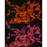 Immunofluorescence - Anti-ATP8 Antibody (A93022) - Antibodies.com