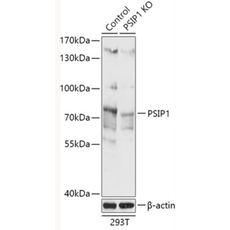 Western Blot - Anti-PSIP1/LEDGF Antibody (A93023) - Antibodies.com