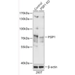 Western Blot - Anti-PSIP1/LEDGF Antibody (A93023) - Antibodies.com