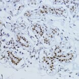Immunohistochemistry - Anti-Smad2 (phospho Thr220) Antibody (A93028) - Antibodies.com