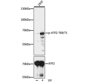 Western Blot - Anti-ATF2 (phospho Thr69 + Thr71) Antibody (A93029) - Antibodies.com