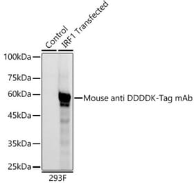 Western Blot - Anti-DDDDK Tag Antibody [AMC0382] (HRP) (A93033) - Antibodies.com