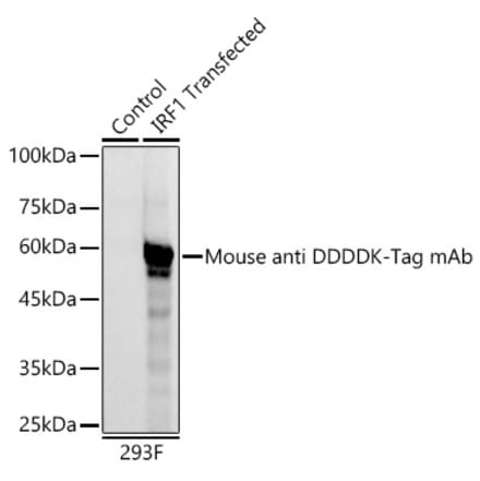 Western Blot - Anti-DDDDK Tag Antibody [AMC0382] (HRP) (A93033) - Antibodies.com