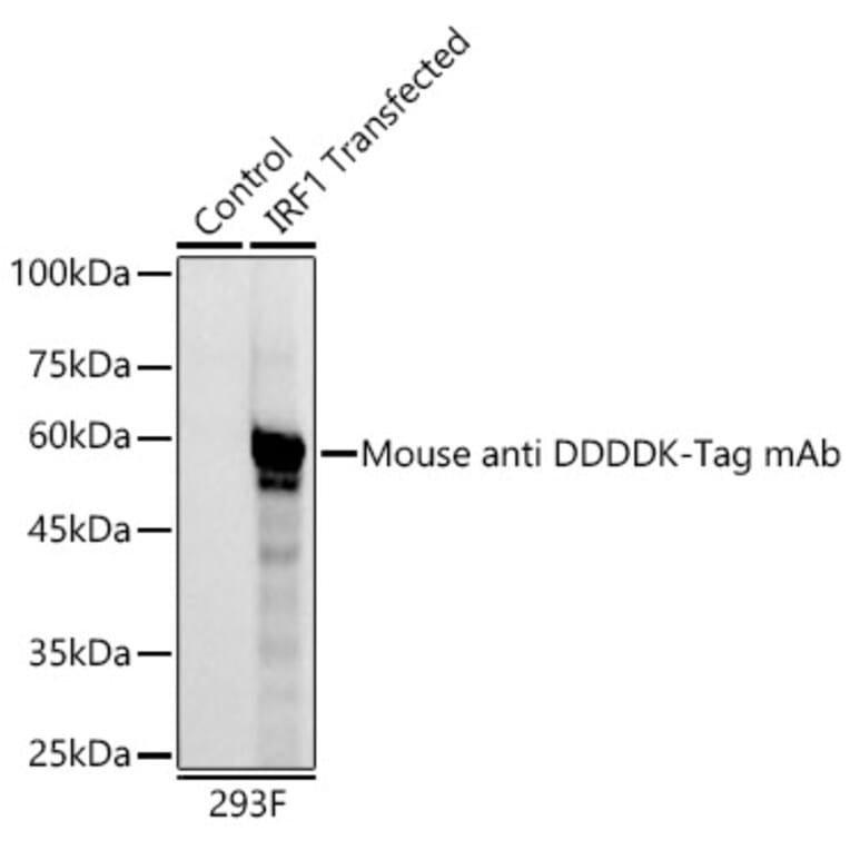 Western Blot - Anti-DDDDK Tag Antibody [AMC0382] (HRP) (A93033) - Antibodies.com