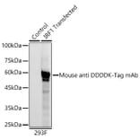 Western Blot - Anti-DDDDK Tag Antibody [AMC0382] (HRP) (A93033) - Antibodies.com