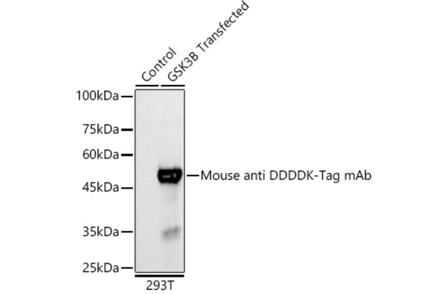 Western Blot - Anti-DDDDK Tag Antibody [AMC0382] (HRP) (A93033) - Antibodies.com