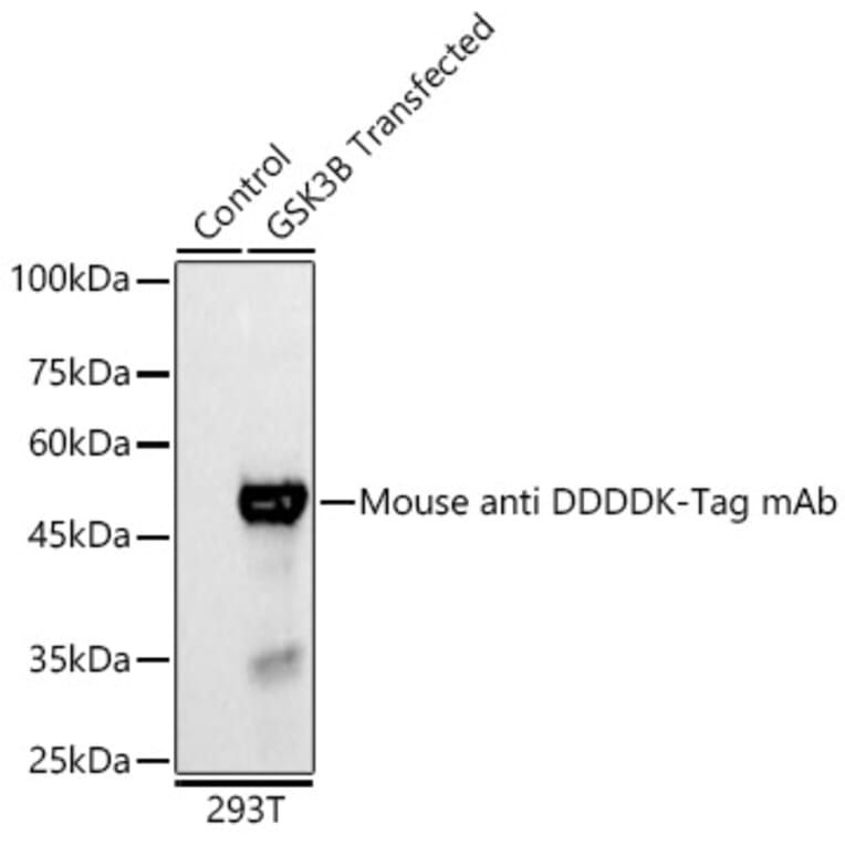 Western Blot - Anti-DDDDK Tag Antibody [AMC0382] (HRP) (A93033) - Antibodies.com
