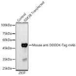 Western Blot - Anti-DDDDK Tag Antibody [AMC0382] (HRP) (A93033) - Antibodies.com