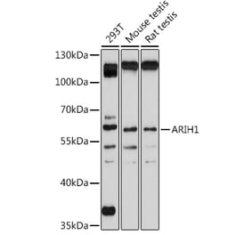 Western Blot - Anti-ARIH1 Antibody (A93036) - Antibodies.com