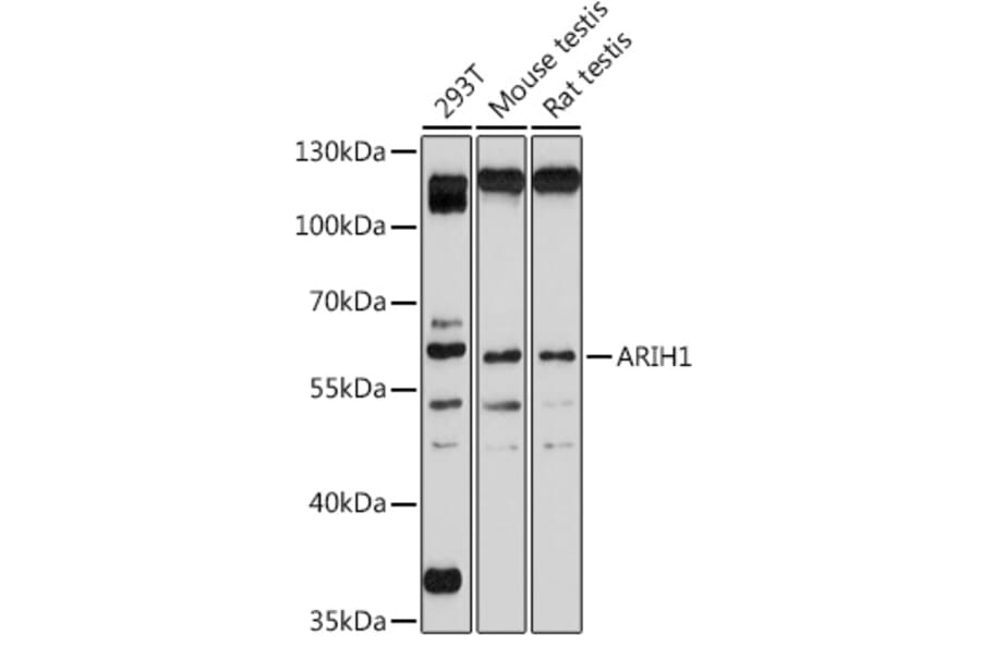 Western Blot - Anti-ARIH1 Antibody (A93036) - Antibodies.com