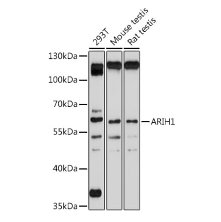 Western Blot - Anti-ARIH1 Antibody (A93036) - Antibodies.com