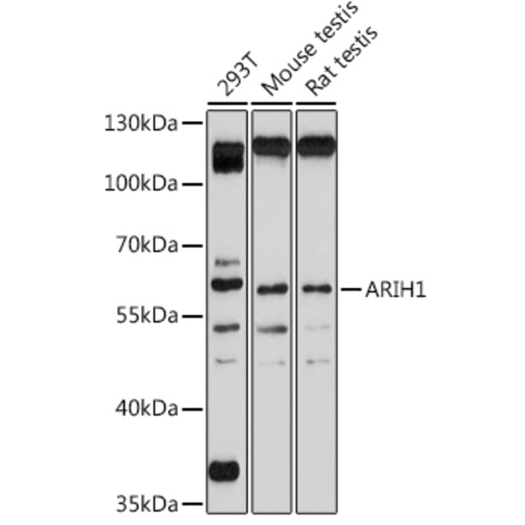 Western Blot - Anti-ARIH1 Antibody (A93036) - Antibodies.com