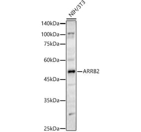 Western Blot - Anti-Beta Arrestin 2 Antibody (A93037) - Antibodies.com