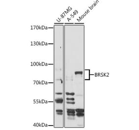 Western Blot - Anti-BRSK2 Antibody (A93040) - Antibodies.com