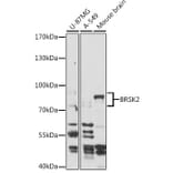 Western Blot - Anti-BRSK2 Antibody (A93040) - Antibodies.com
