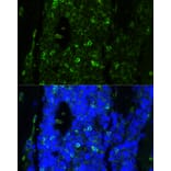Immunofluorescence - Anti-Cathelicidin / CLP Antibody (A93041) - Antibodies.com