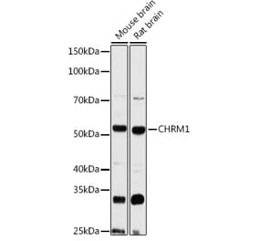Western Blot - Anti-CHRM1 Antibody (A93050) - Antibodies.com