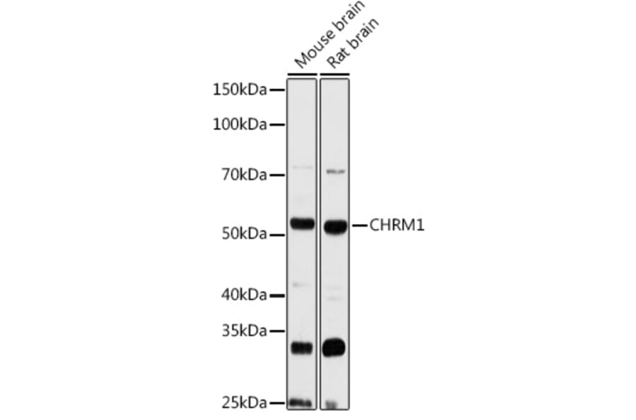 Western Blot - Anti-CHRM1 Antibody (A93050) - Antibodies.com