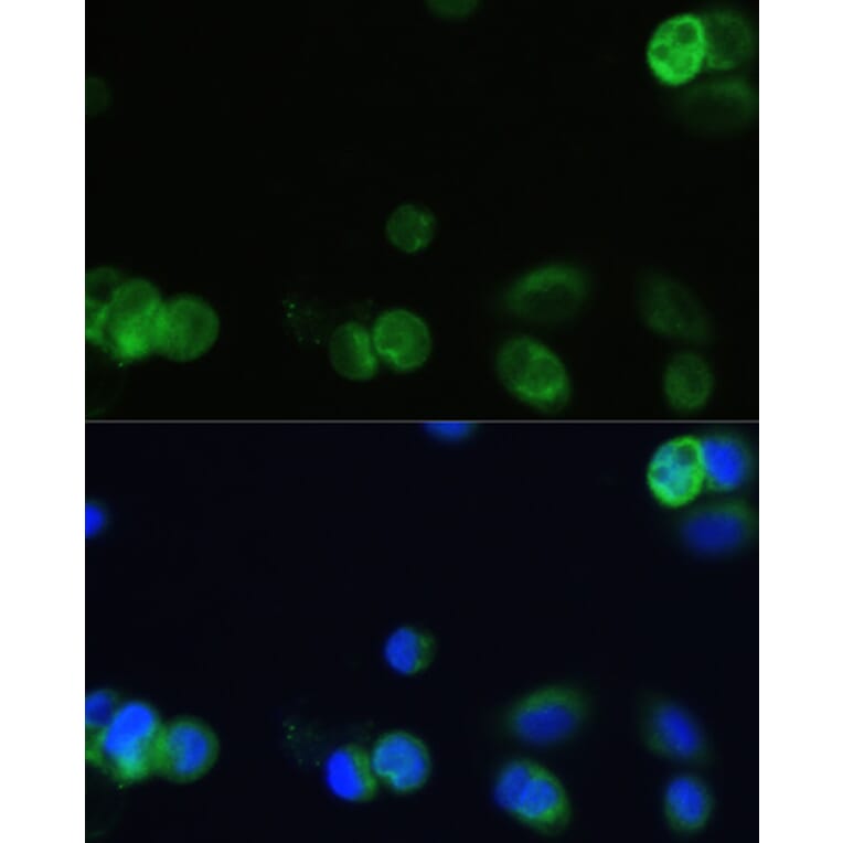 Immunofluorescence - Anti-CHRM1 Antibody (A93050) - Antibodies.com