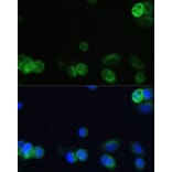 Immunofluorescence - Anti-CHRM1 Antibody (A93050) - Antibodies.com