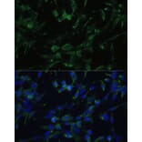 Immunofluorescence - Anti-CHRM1 Antibody (A93050) - Antibodies.com