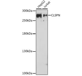 Western Blot - Anti-Claspin Antibody (A93052) - Antibodies.com