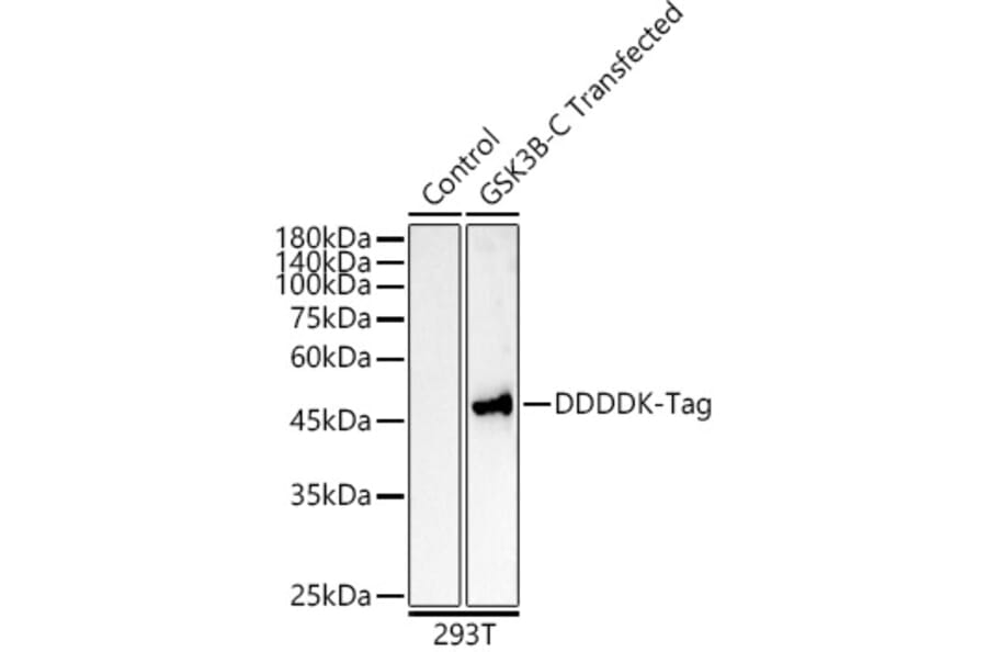 Western Blot - Anti-DDDDK Tag Antibody [ARC5111-02] (A93056) - Antibodies.com