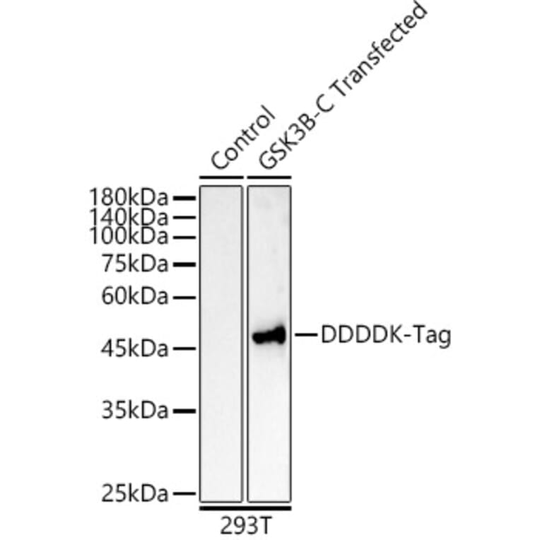 Western Blot - Anti-DDDDK Tag Antibody [ARC5111-02] (A93056) - Antibodies.com