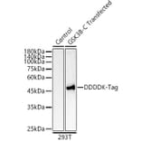 Western Blot - Anti-DDDDK Tag Antibody [ARC5111-02] (A93056) - Antibodies.com
