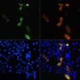 Immunofluorescence - Anti-DDDDK Tag Antibody [ARC5111-02] (A93056) - Antibodies.com