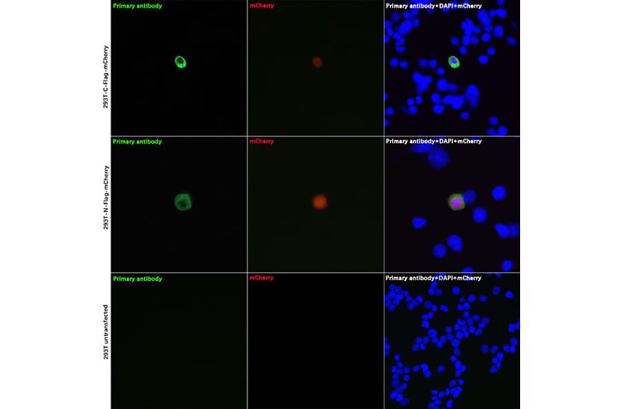 Immunofluorescence - Anti-DDDDK Tag Antibody [ARC5111-02] (A93056) - Antibodies.com