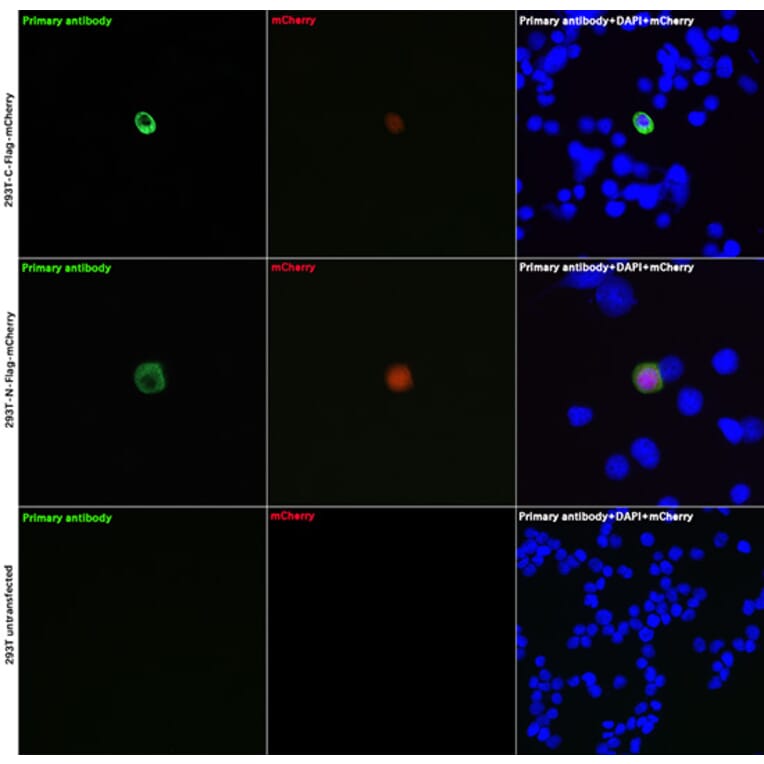 Immunofluorescence - Anti-DDDDK Tag Antibody [ARC5111-02] (A93056) - Antibodies.com