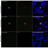 Immunofluorescence - Anti-DDDDK Tag Antibody [ARC5111-02] (A93056) - Antibodies.com