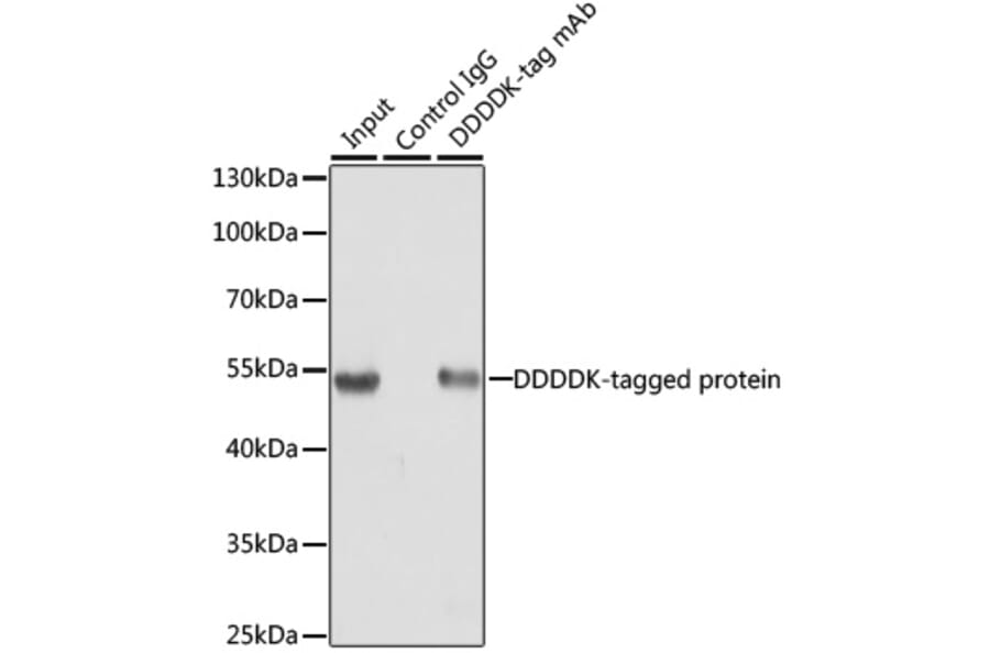 Immunoprecipitation - Anti-DDDDK Tag Antibody [ARC5111-02] (A93056) - Antibodies.com