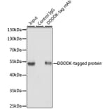Immunoprecipitation - Anti-DDDDK Tag Antibody [ARC5111-02] (A93056) - Antibodies.com