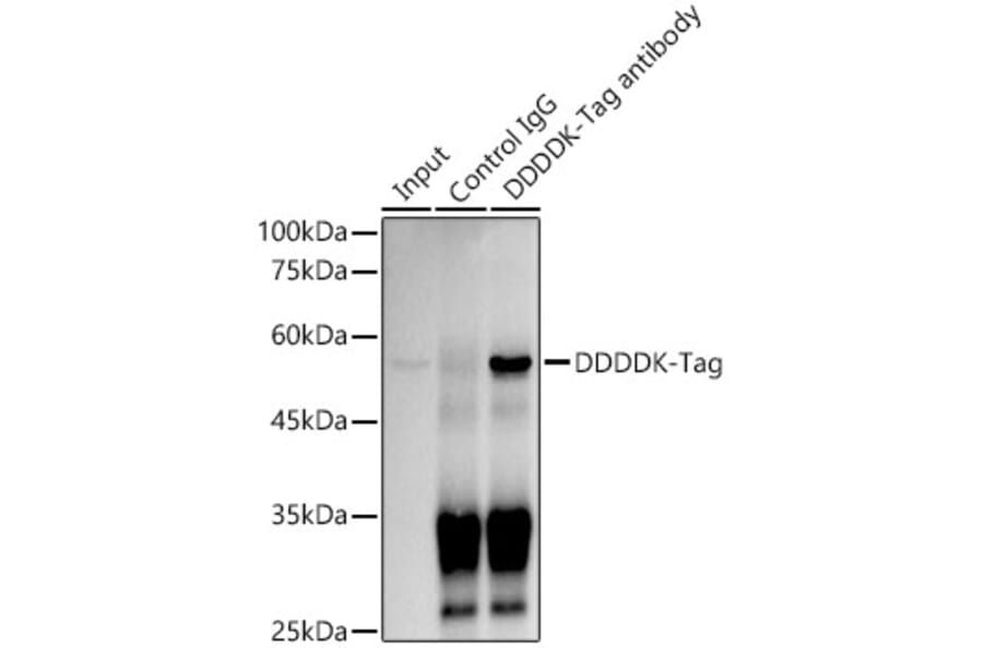Western Blot - Anti-DDDDK Tag Antibody [ARC5111-02] (A93056) - Antibodies.com