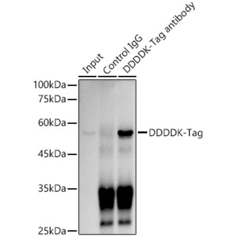 Western Blot - Anti-DDDDK Tag Antibody [ARC5111-02] (A93056) - Antibodies.com