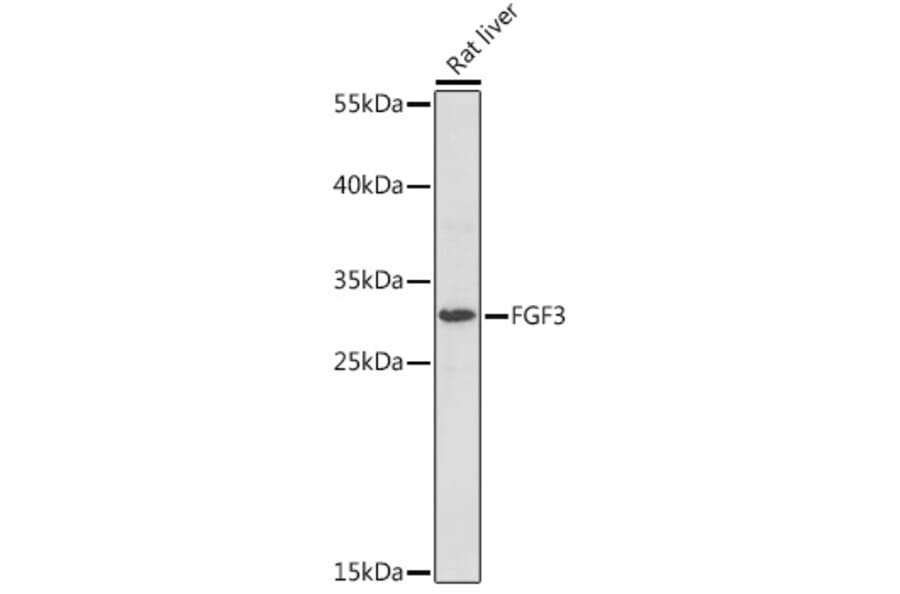 Western Blot - Anti-FGF3 Antibody (A93060) - Antibodies.com