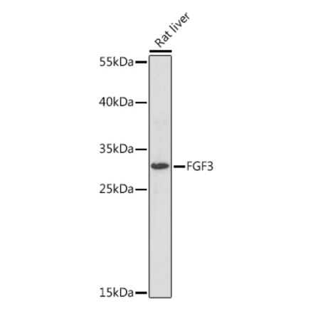 Western Blot - Anti-FGF3 Antibody (A93060) - Antibodies.com