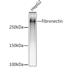 Western Blot - Anti-Fibronectin Antibody [ARC2692] (A93062) - Antibodies.com