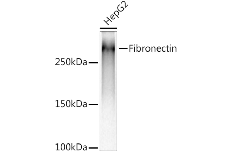 Western Blot - Anti-Fibronectin Antibody [ARC2692] (A93062) - Antibodies.com