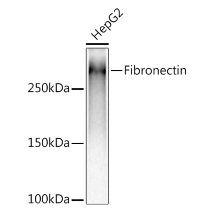 Western Blot - Anti-Fibronectin Antibody [ARC2692] (A93062) - Antibodies.com