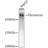 Western Blot - Anti-Fibronectin Antibody [ARC2692] (A93062) - Antibodies.com